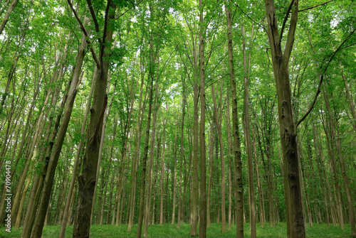 Slender trees in young forest green in summer