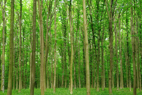 Slender trees in young forest green in summer