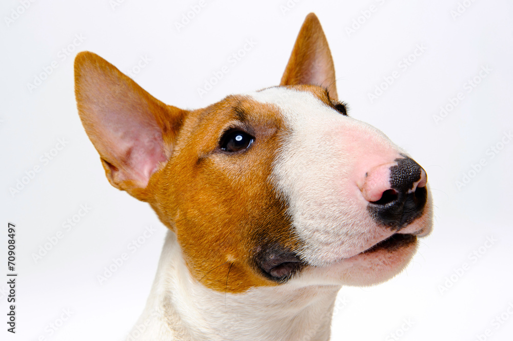 Portrait of the dog breed bull terrier on white background