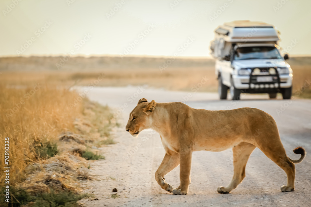 Fototapeta premium african safari