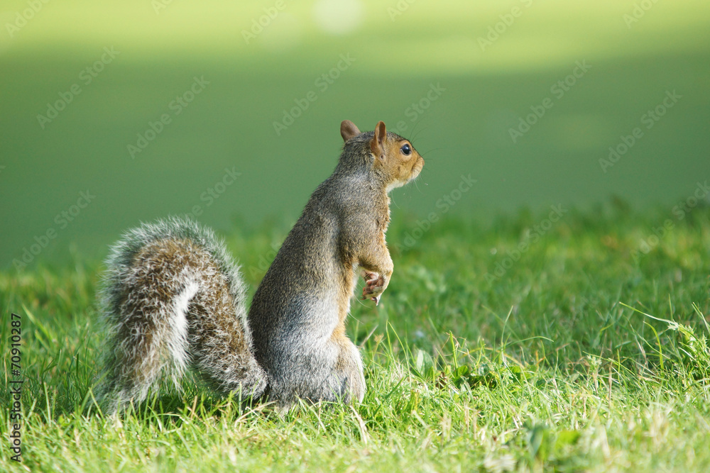 Gray Squirrel, Sciurus carolinensis Gray Squirrel, Sciurus carolinensis