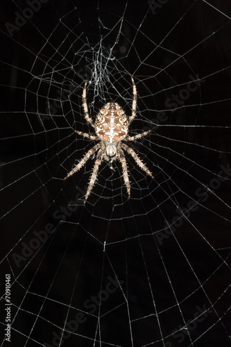 garden spider on web