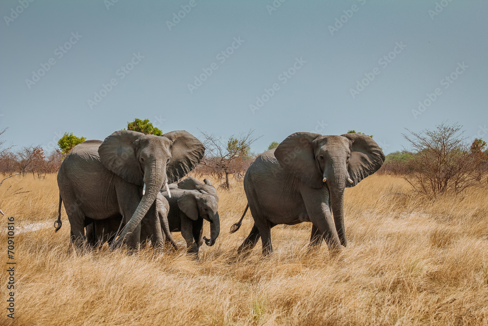 african elefant african elefant