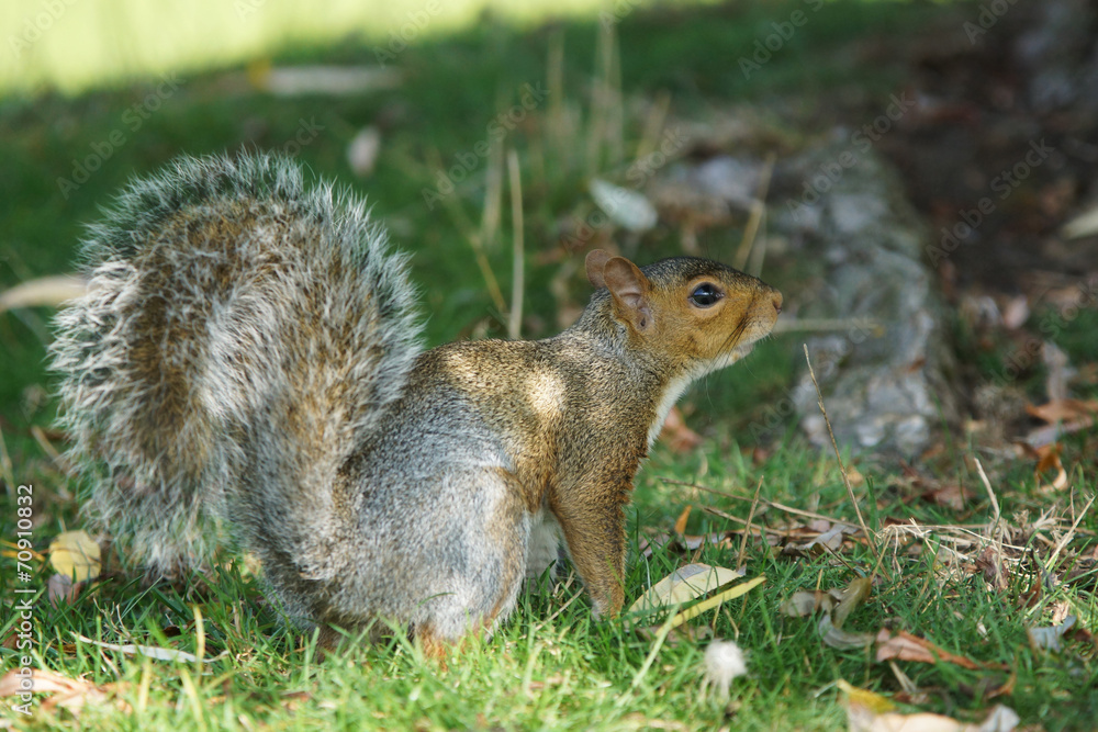 Gray Squirrel, Sciurus carolinensis Gray Squirrel, Sciurus carolinensis