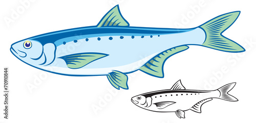 sardine
