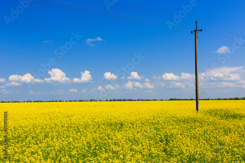 power line on rape field