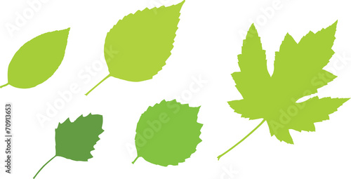 Leaves