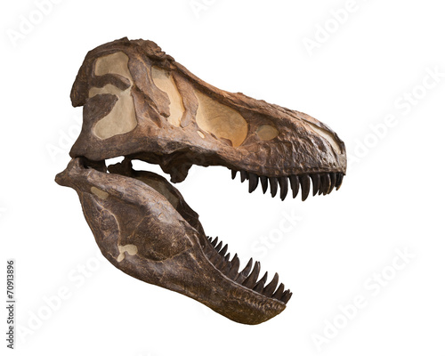Tyrannosaurus skull isolated on white © ijdema