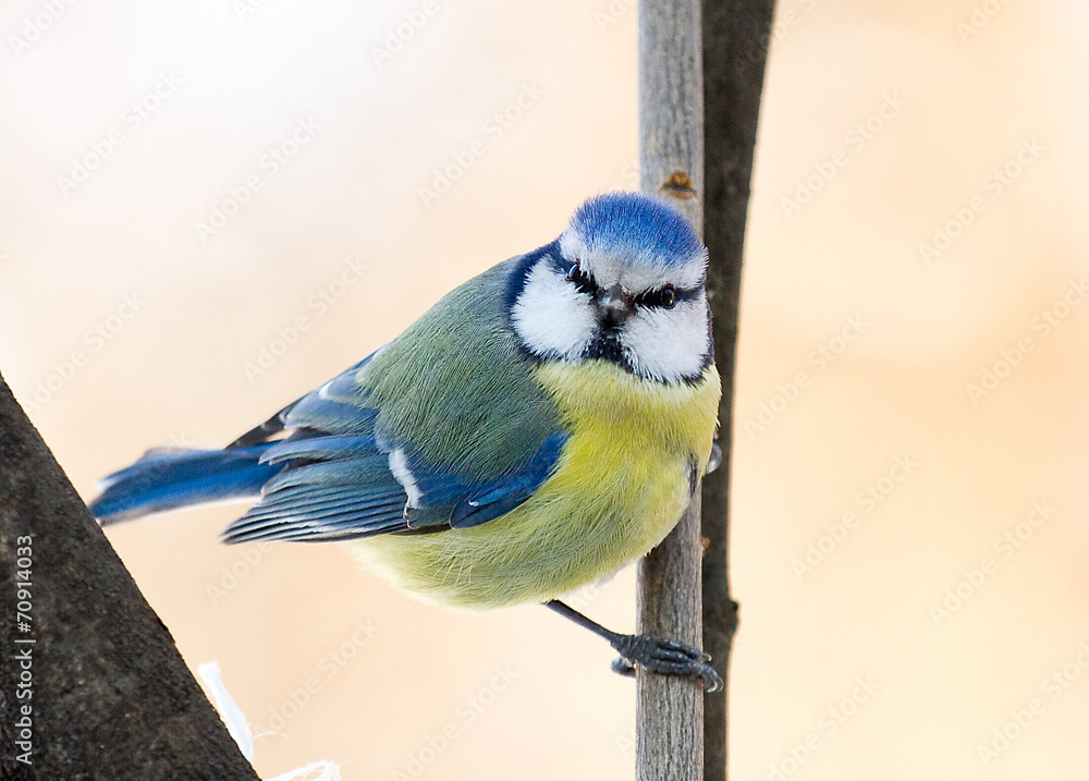 Obraz premium Blue Tit