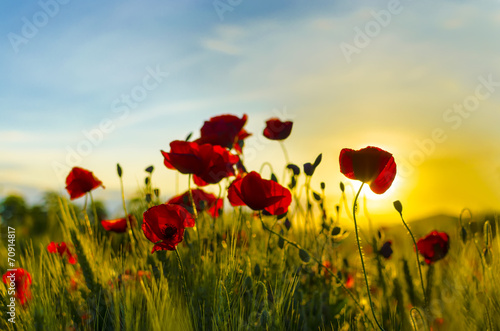 Fototapeta Naklejka Na Ścianę i Meble -  wild poppy flower on sunset