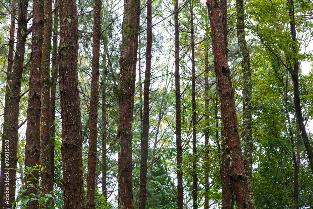 Obraz premium Tropical Rainforest