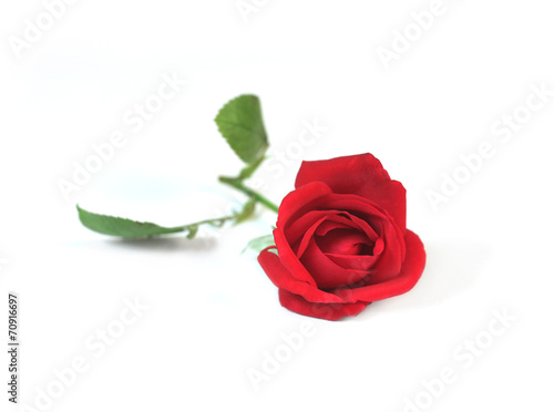 red rose isolated © ambassador806