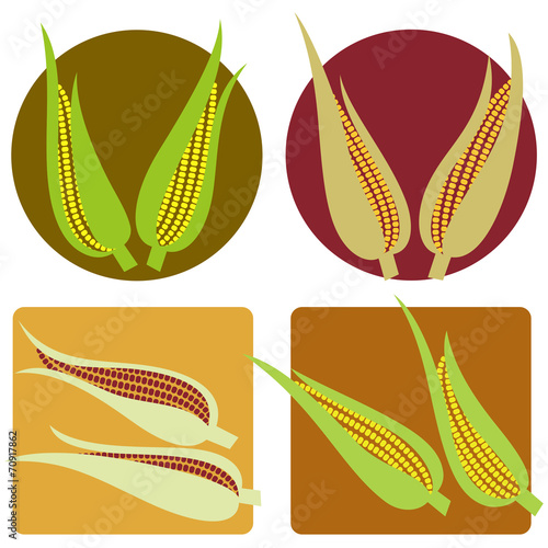 Corn cobs on different colored backgrounds