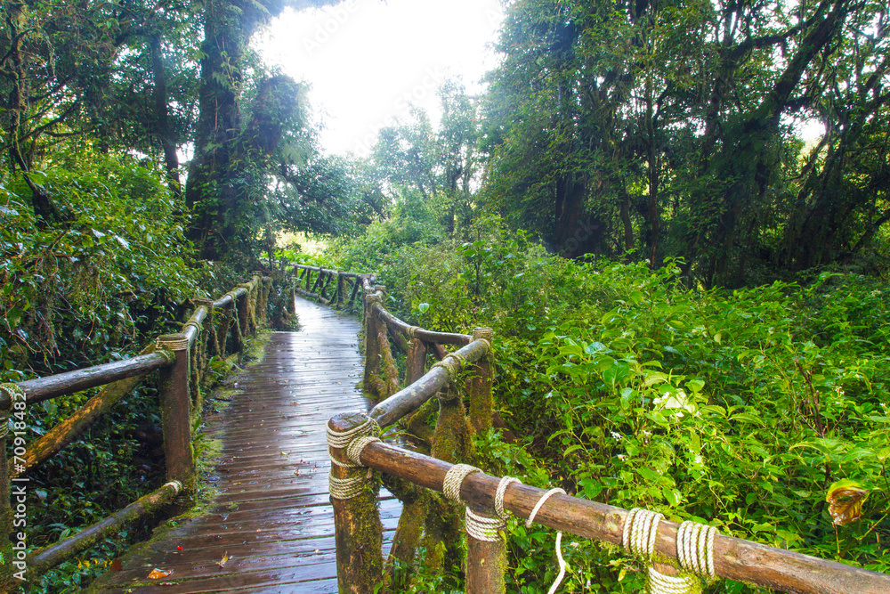 Pathway in the tropical rainforest