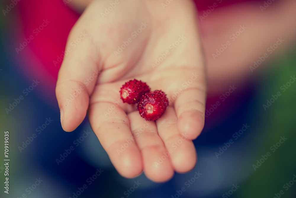 Young child holding two ripe red strawberries Young child holding two ripe red strawberries