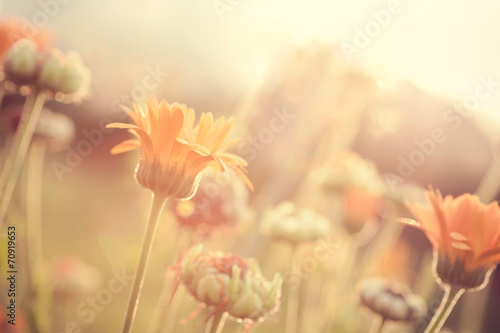Abstract nature blurred background - orange flowers on meadow