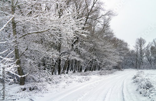 Winter road in snowy forest. White winter landscape with trees