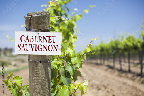 Cabernet Sauvignon Sign On Vineyard Post photo