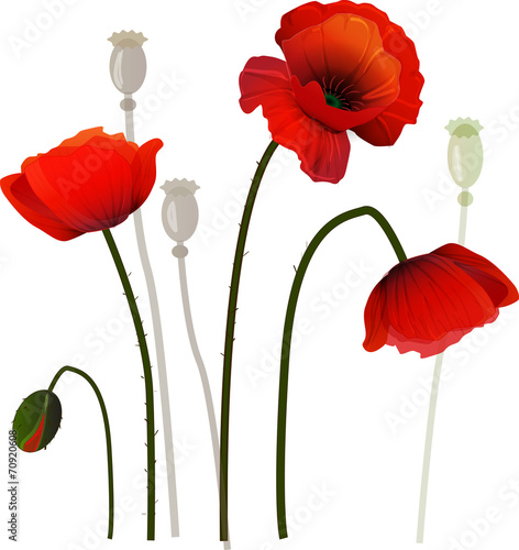 Fototapeta Naklejka Na Ścianę i Meble -  Poppies