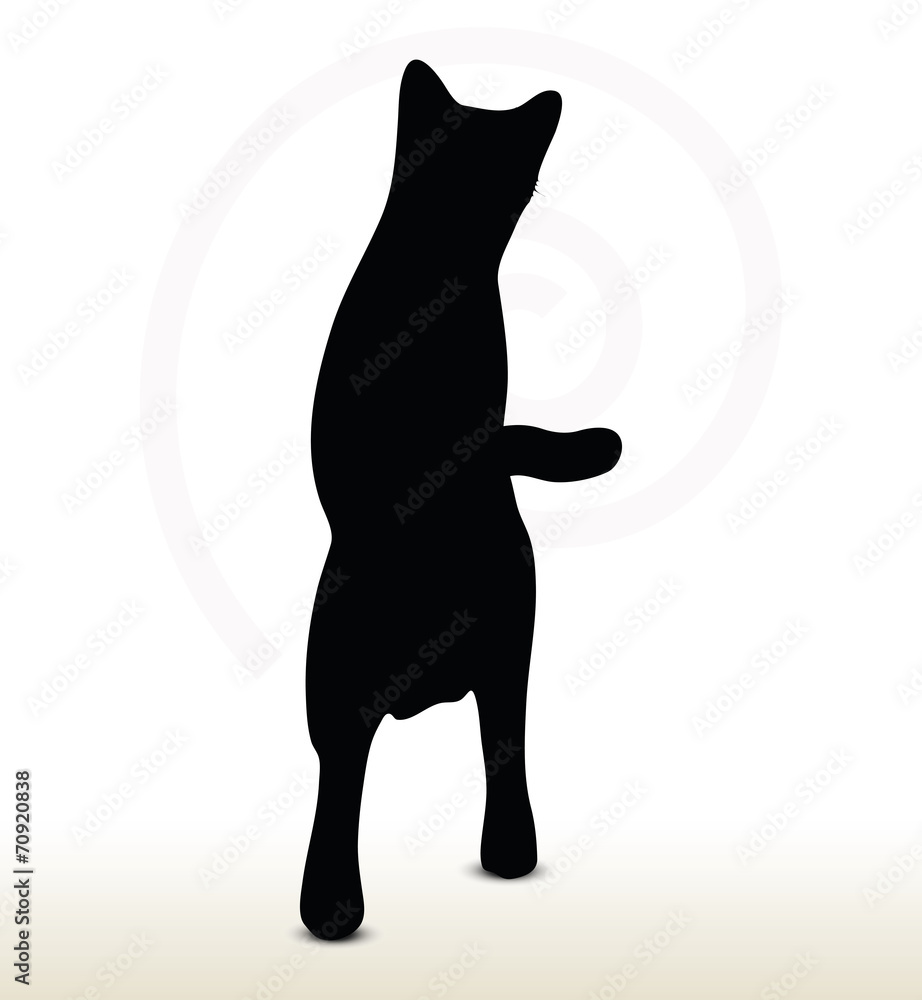Obraz premium cat silhouette