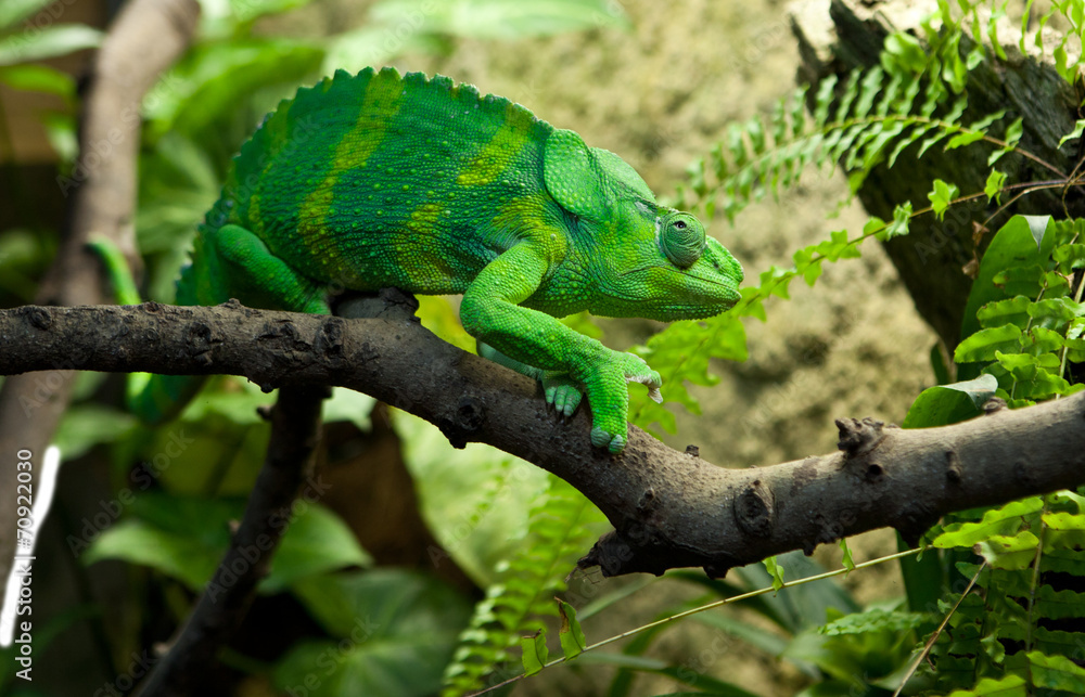Giant Chameleon Giant Chameleon