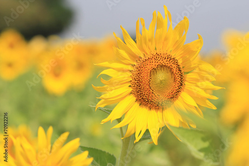 The colorful sunflower