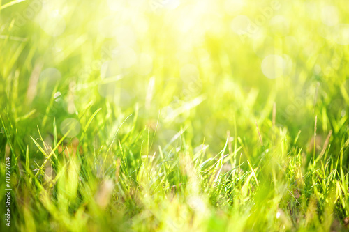 grass with sunlight in background