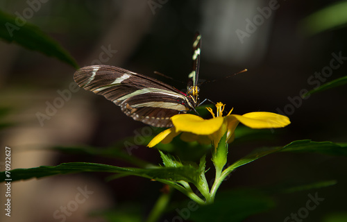 Zebra Longwing photo