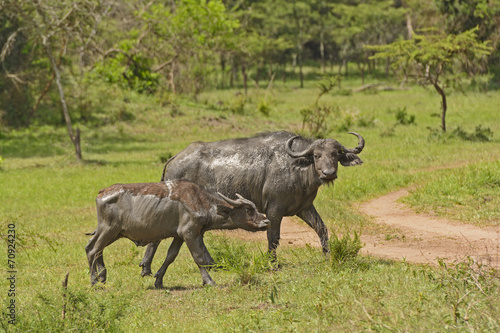 Mother and Baby Cape Buffalo after a mud bath
