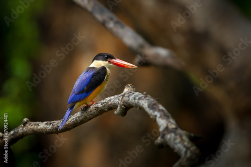 Rgiht side  of Stork-billed Kingfisher  on the branch