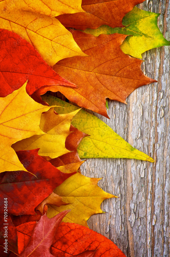 Frame of Autumn Leafs Frame of Autumn Leafs