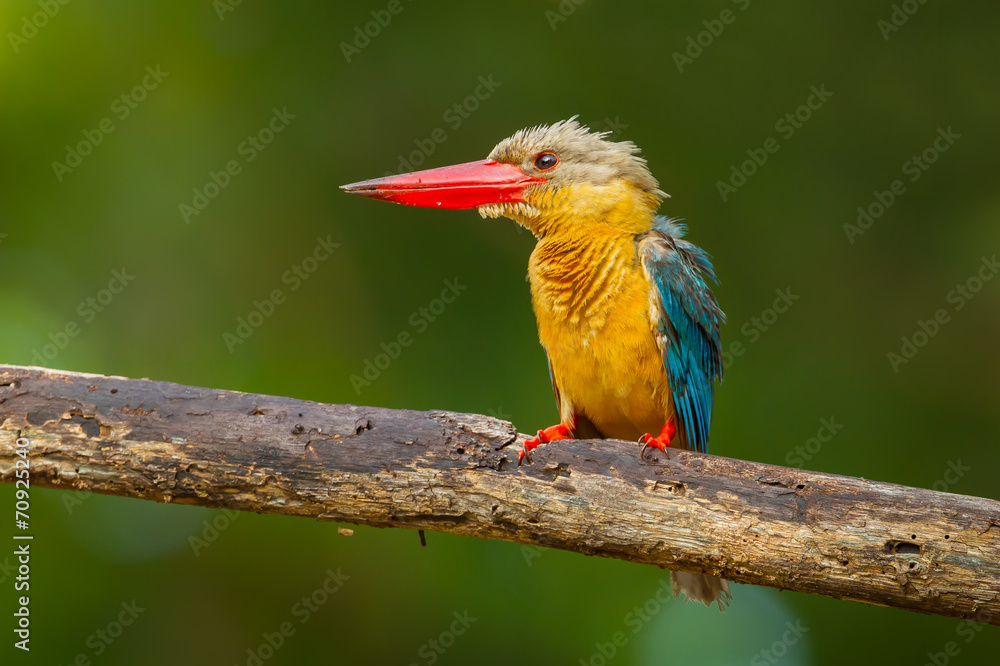 Fototapeta premium Stork-billed Kingfisher spread her feather