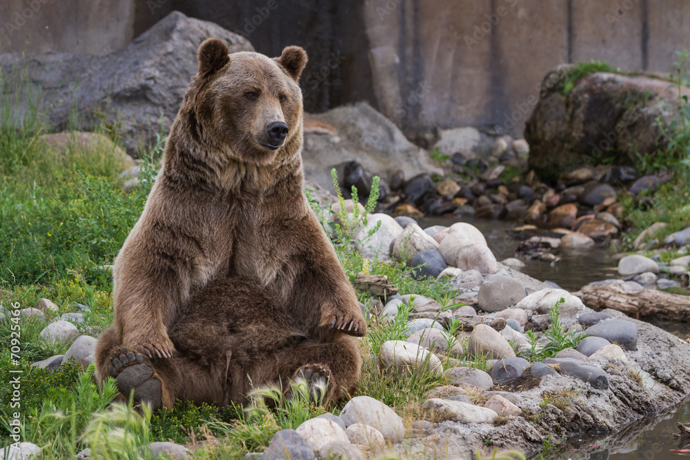 Fototapeta premium grizzly bear