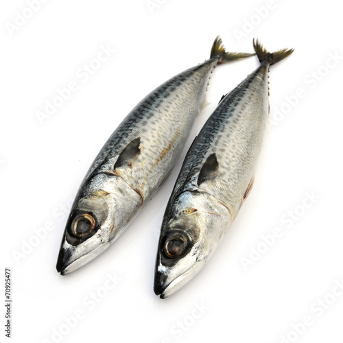 Fresh fish Mackerel, tuna, saba