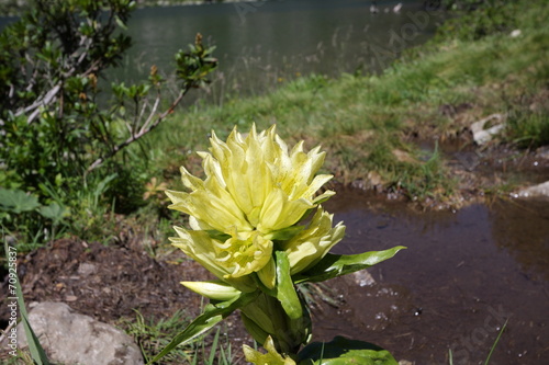 Gentiane de burser (gentiana burseri) photo