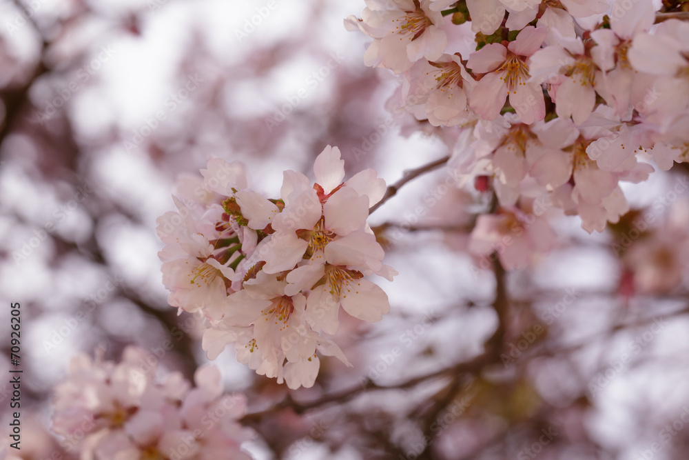 japan sakura cherry blossom