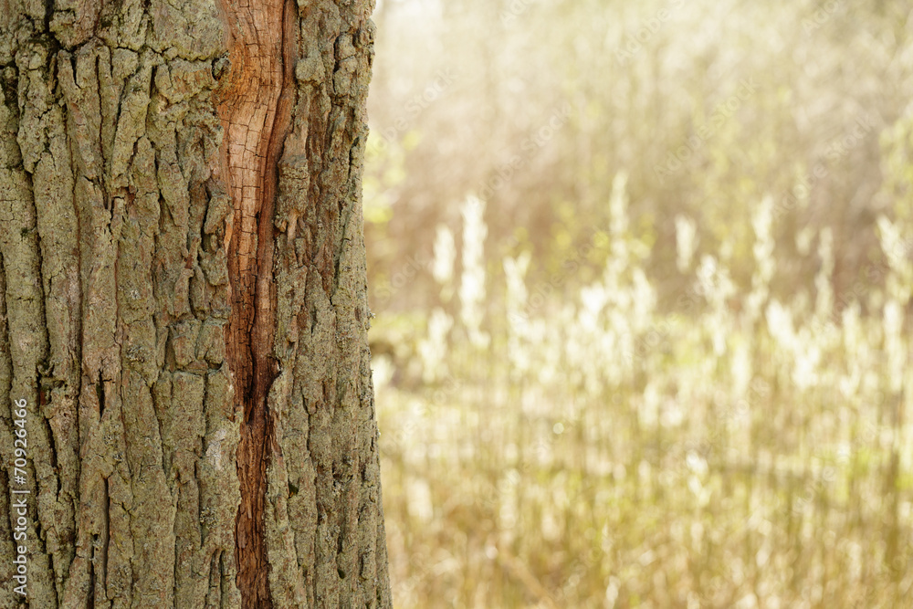 Obraz premium spring in natural park