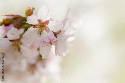 japan sakura cherry blossom