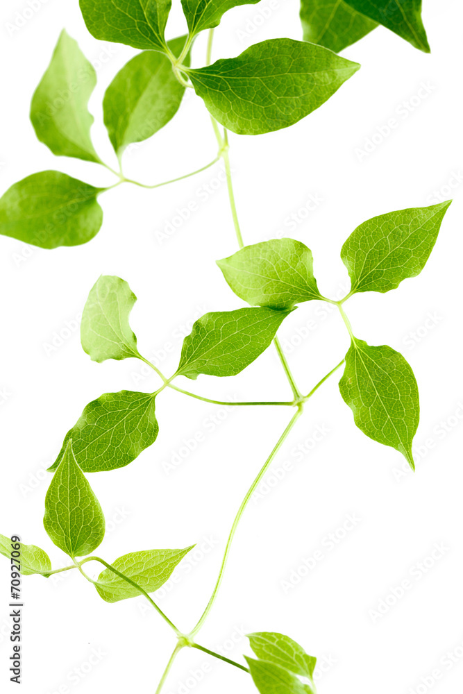 Fototapeta premium Green leaves of a young plant are isolated on a white background