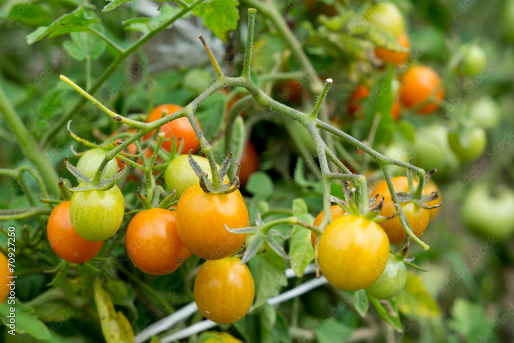 small tomatoes small tomatoes