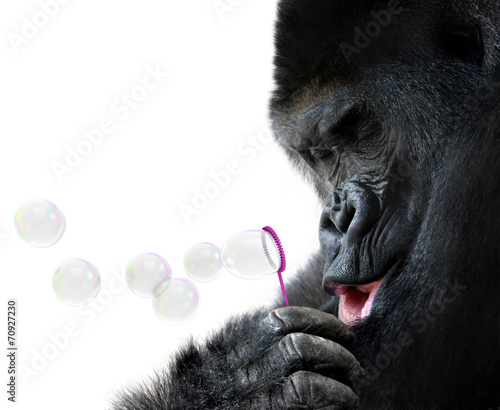 Animal portrait of a gorilla blowing bubbles with a wand