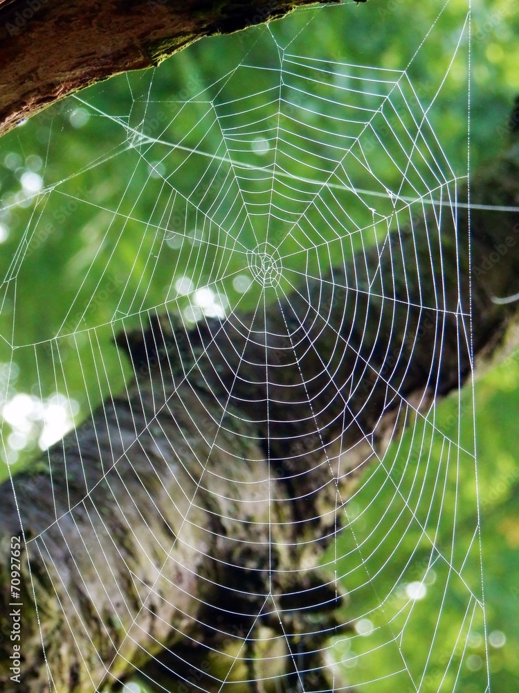 spiderweb on tree branch