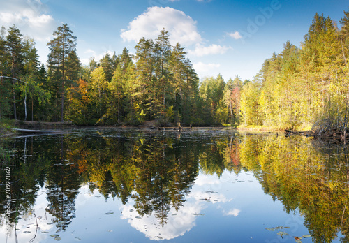 forest with reflection in a lake