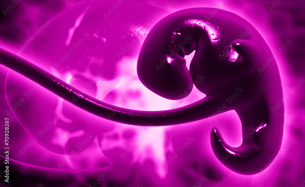 Fototapeta premium embryonic development