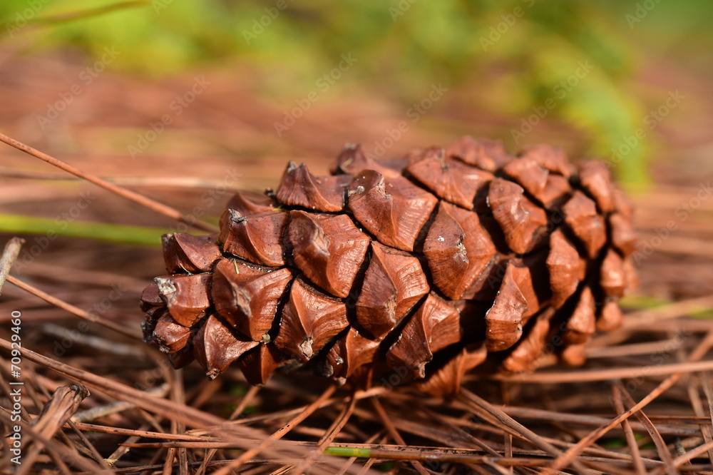pine cones on the ground in pine forest,Thailand pine cones on the ground in pine forest,Thailand
