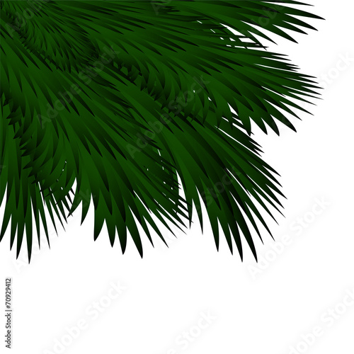 Christmas background with spruce branches