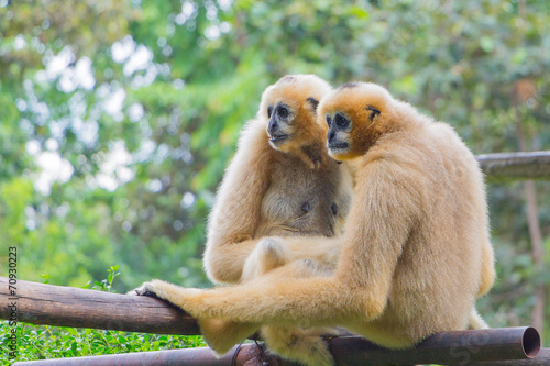 Papier peint Portrait  couple of white gibbon in the jungle