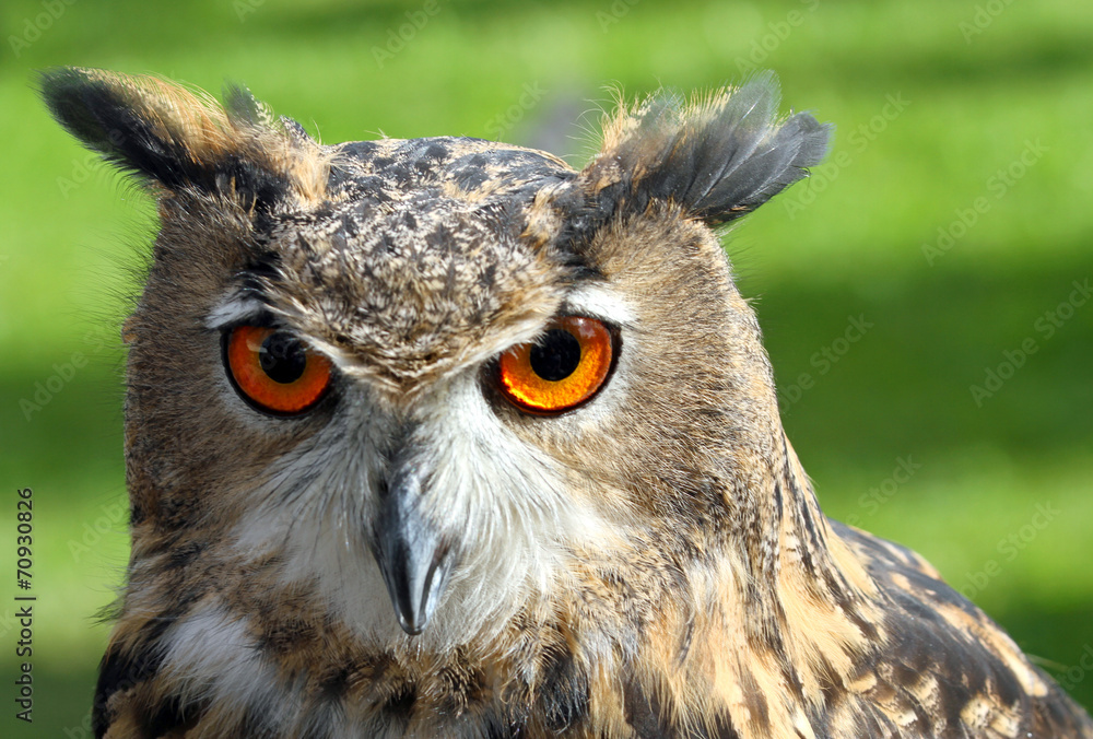 Fototapeta premium great OWL face with orange eyes and attentive gaze