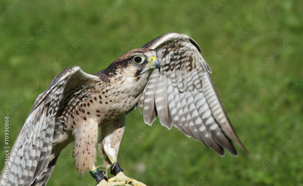 Fototapeta premium Peregrine Falcon with outstretched wings to fly