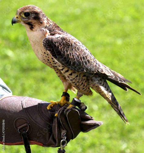 Peregrine Falcon perched on protective glove Falconer during a d photo